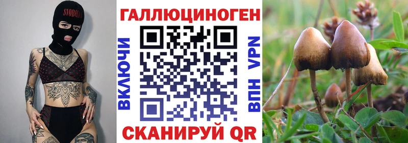 Галлюциногенные грибы Psilocybine cubensis  где продают наркотики  Бикин 